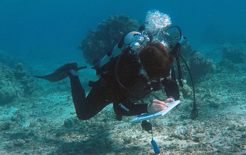 Scientists looked at fish abundance on the reef in comparison to fish species sold on the island.